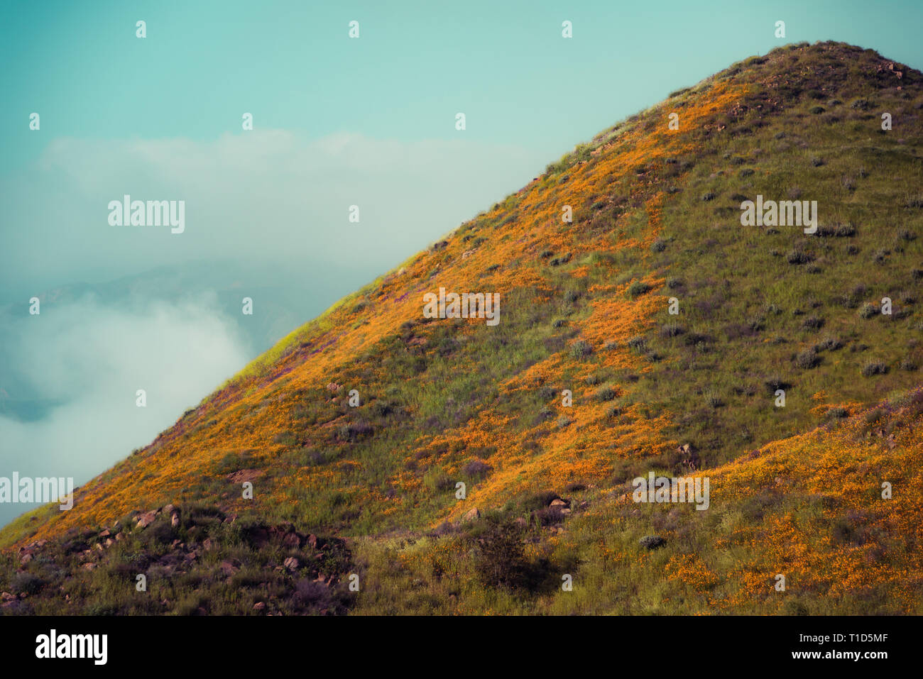 Millefiori super bloom nel lago Elsinore, California primavera 2019 Foto Stock