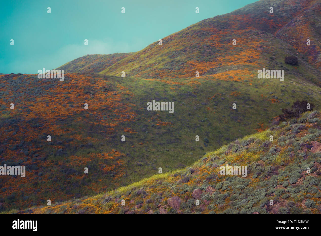 Millefiori super bloom nel lago Elsinore, California primavera 2019 Foto Stock