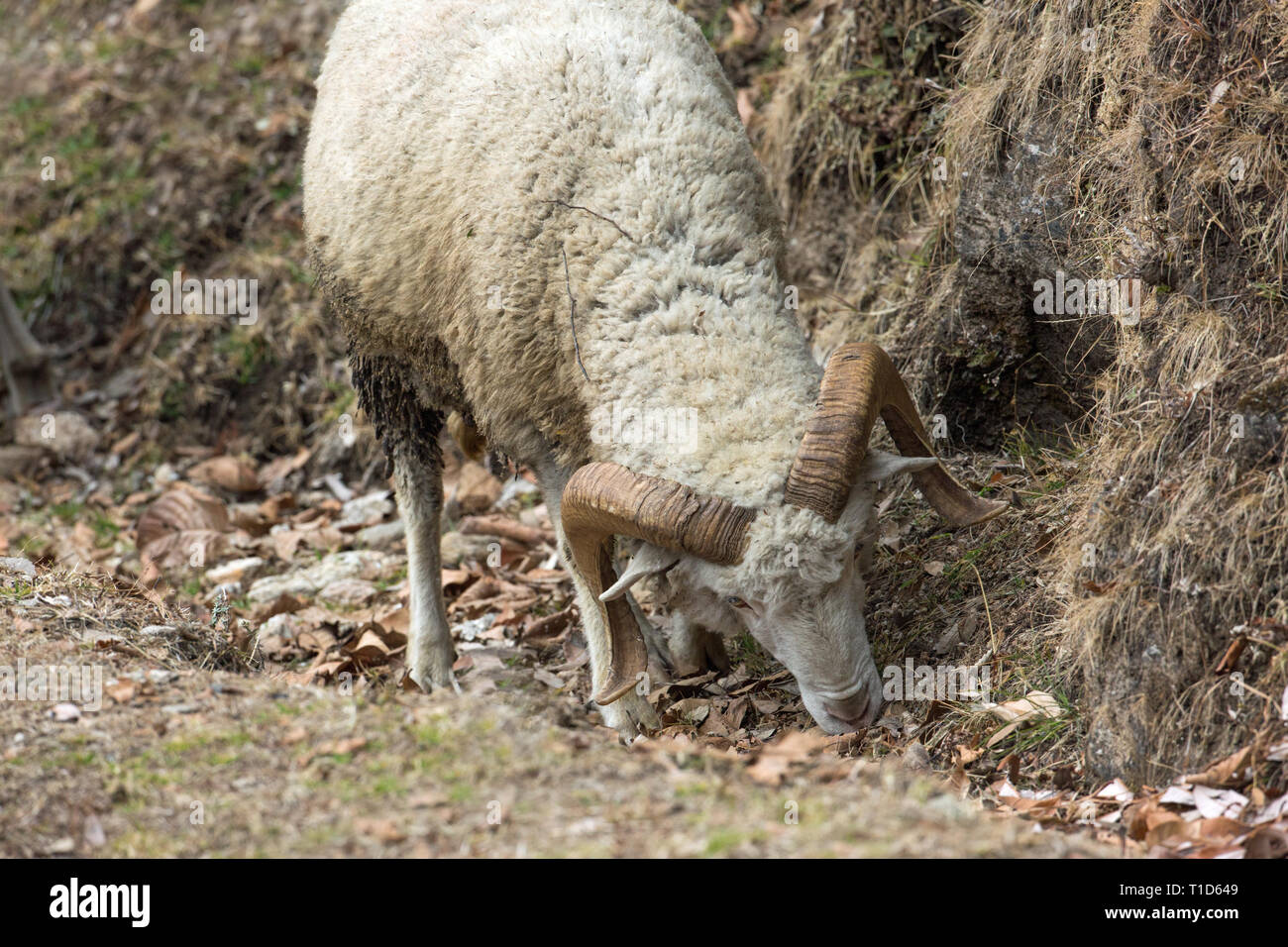 Gli animali domestici delle specie ovina (Ovis aries). Una razza di montagna, uno di un gregge, un cornuto ram, facendo del suo meglio per trovare alcuni vegetazione verde a pascolare su un Himalayan foothill, India. Gennaio - Febbraio, l'inverno.​ Foto Stock