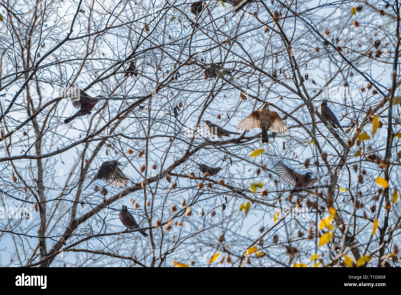 Gregge di migrazione di uccelli di Robin in inverno in erba tree Foto Stock
