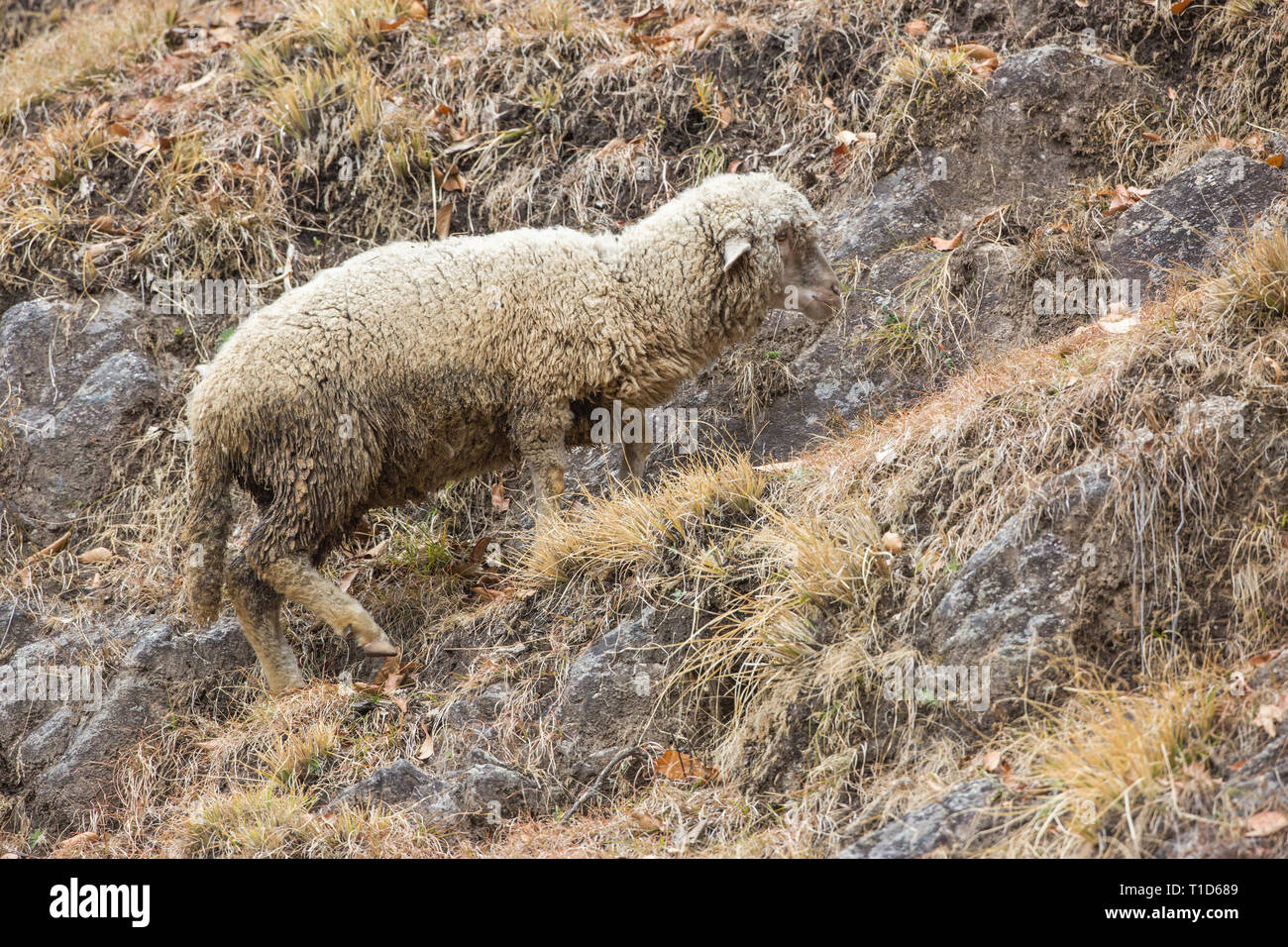 Gli animali domestici delle specie ovina (Ovis aries). Una razza di montagna, uno di un gregge. Le pecore sono meno capaci gli scalatori di capre. Foothills dell'Himalaya, India settentrionale. ​ Foto Stock