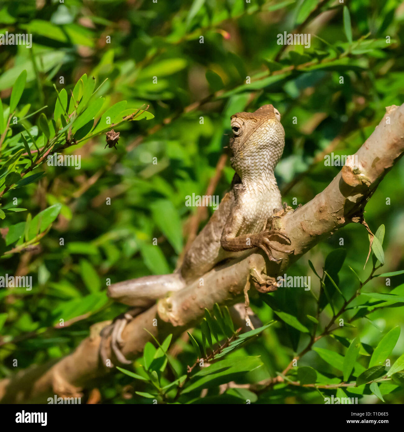 Modificabile Lizard (Calotes versicolor) Foto Stock