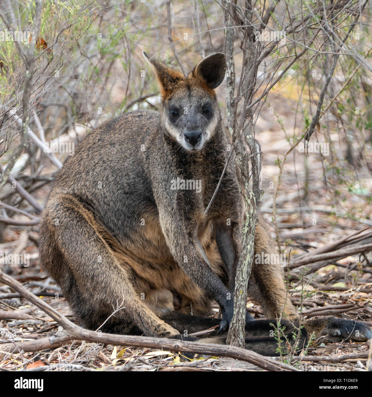 Swamp Wallaby Wallabia (bicolore) AKA Wallaby nero Foto Stock