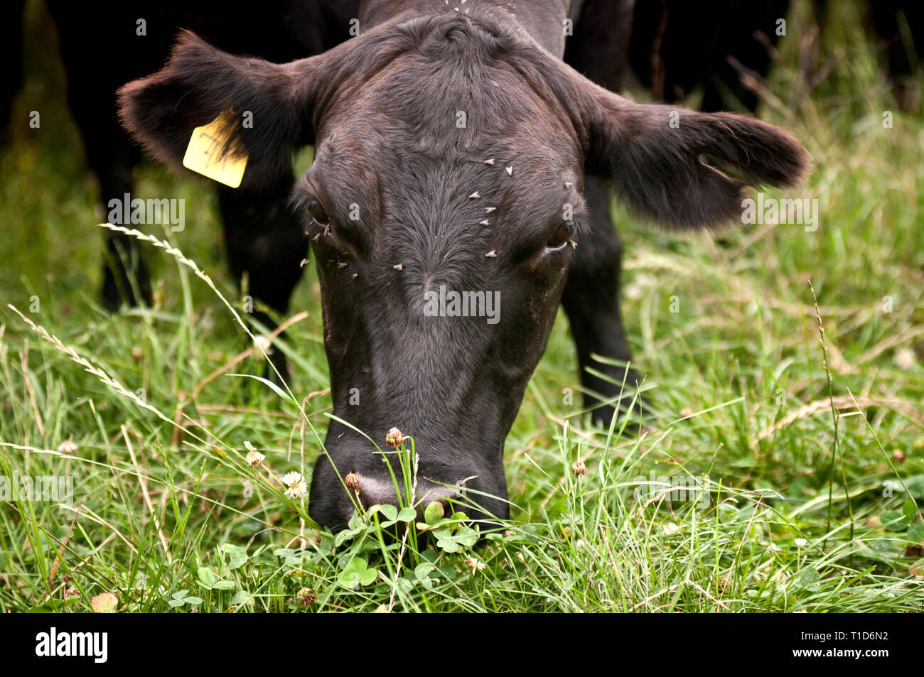 Close up di black angus cow contrassegnati con il marchio auricolare Foto Stock