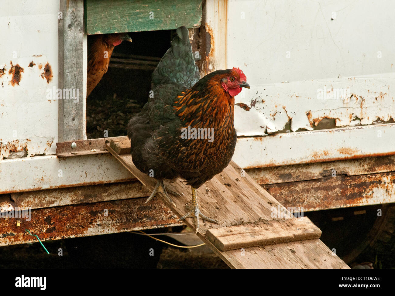 Le galline ovaiole liberamente entrare e uscire scartato cavallo rimorchi su di una azienda agricola biologica. Foto Stock