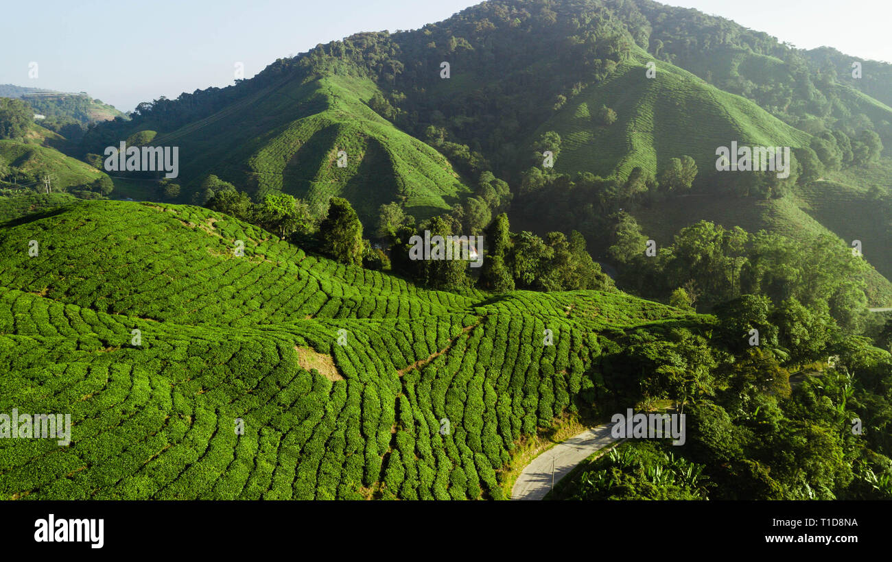 Boh la piantagione di tè, splendido paesaggio in Cameron Highlands Foto Stock