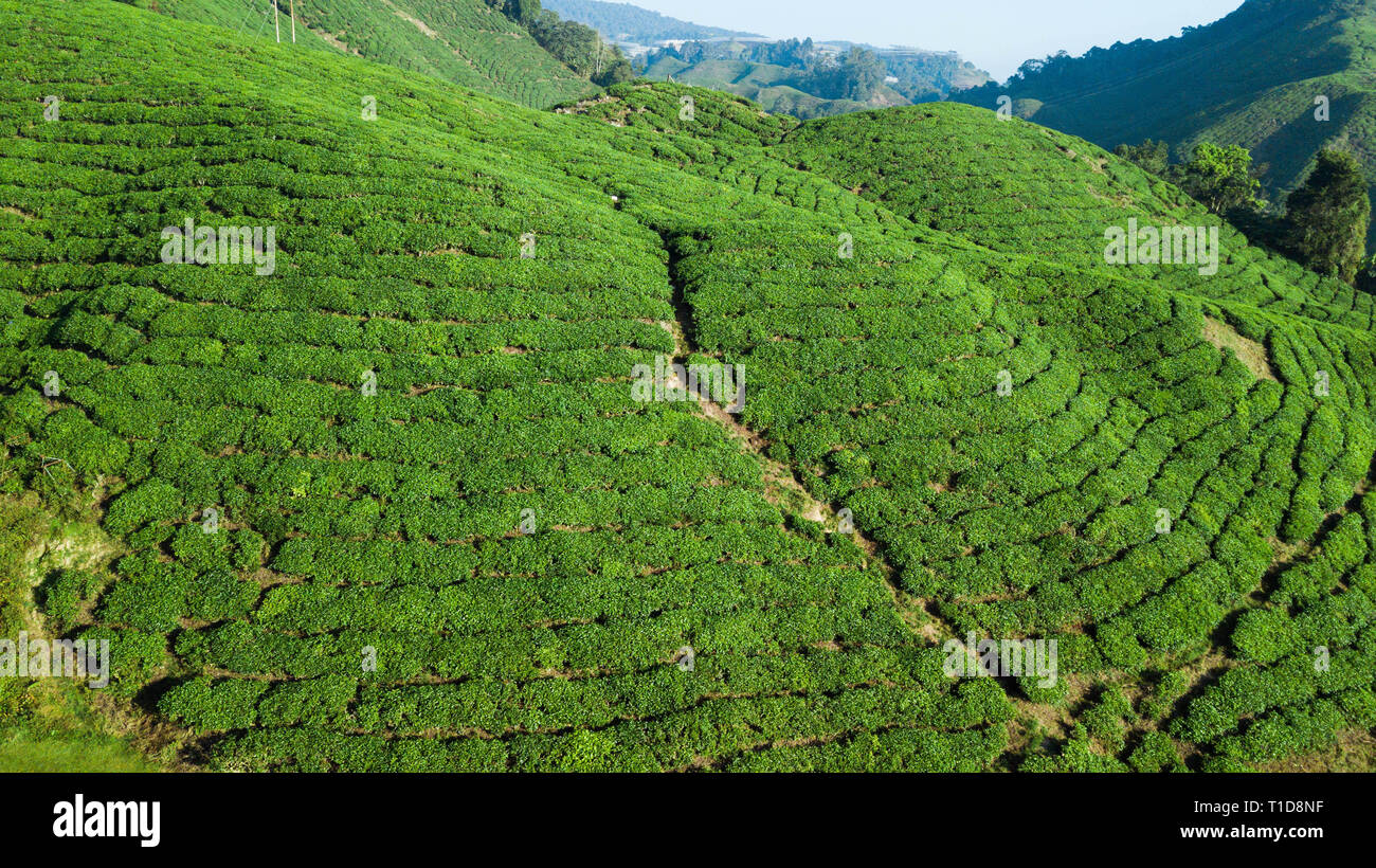 La piantagione di tè in Cameron Highlands Foto Stock