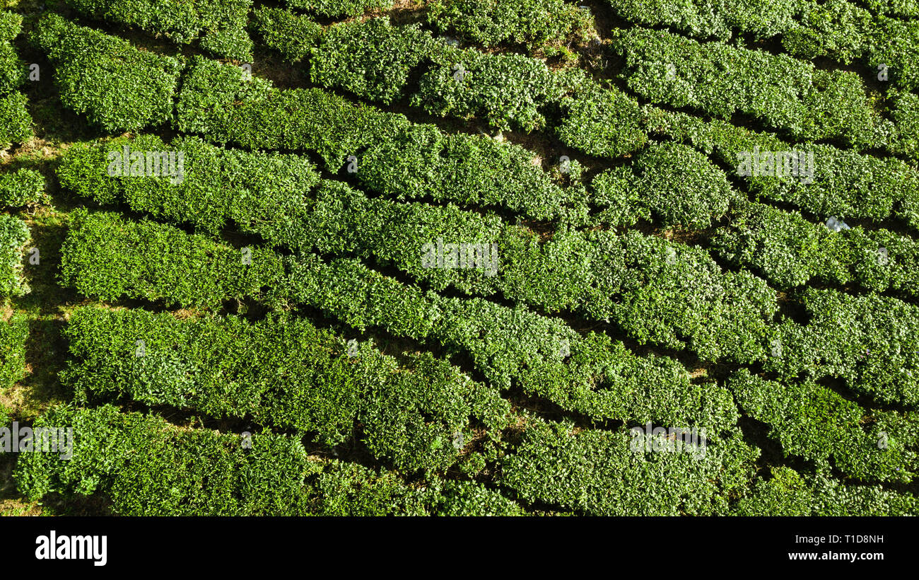 Paesaggio verde vista di traino della piantagione di tè in Cameron Highlands Foto Stock