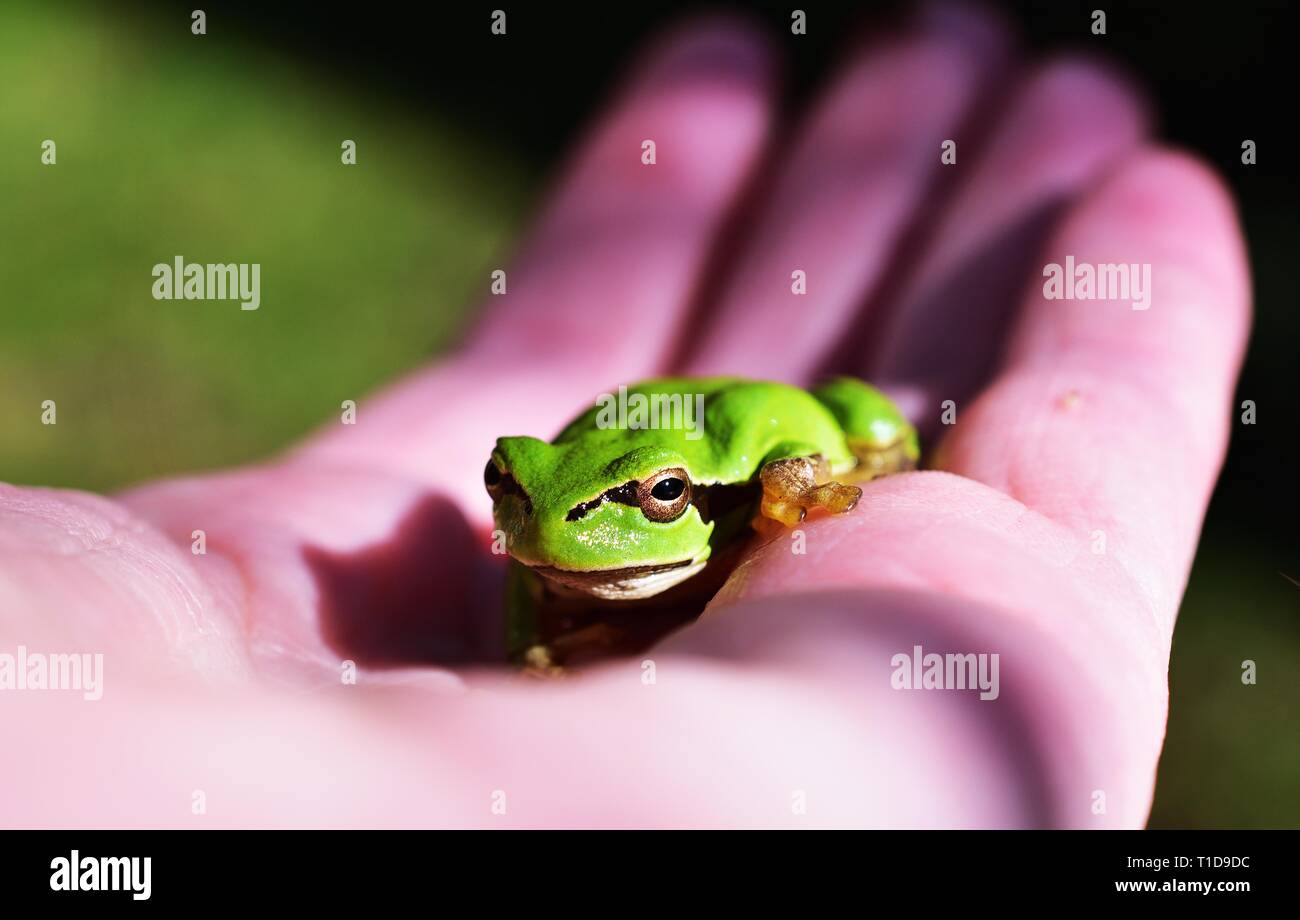 Raganella Hyla arborea seduto su una mano vicino Foto Stock