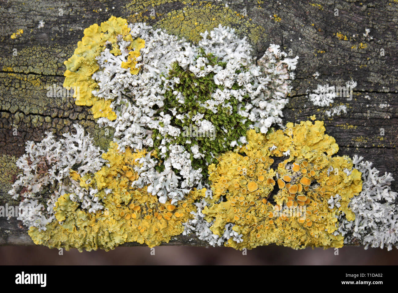 Giallo Foliose Lichen Xanthoria parietina lungo con il grigio Lichen Physcia tenella e Moss su legno ad albero Foto Stock