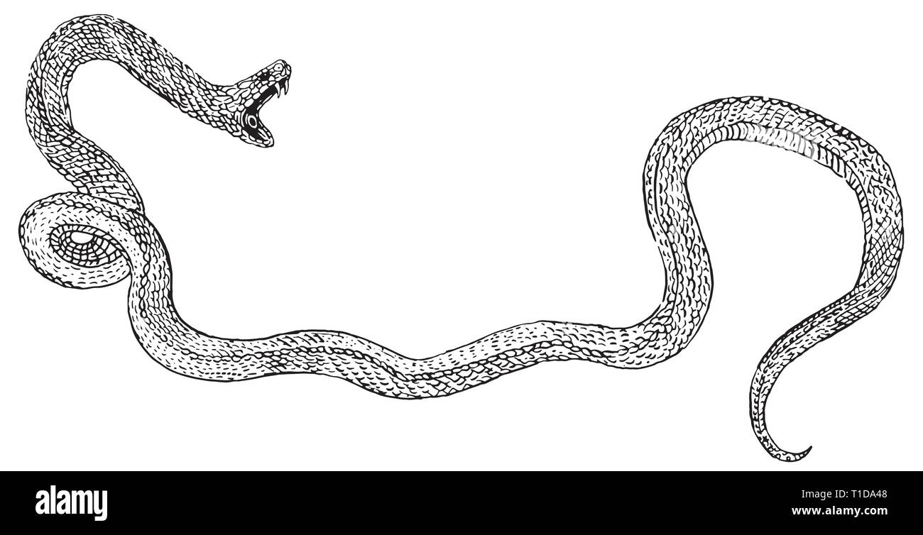 Attaccare il serpente con ganasce aperte. Disegnato a mano stile di incisione illustrazione di inchiostro. Viper, rettile velenoso. Adesivo, t shirt stampa, tattoo design. Rock Illustrazione Vettoriale