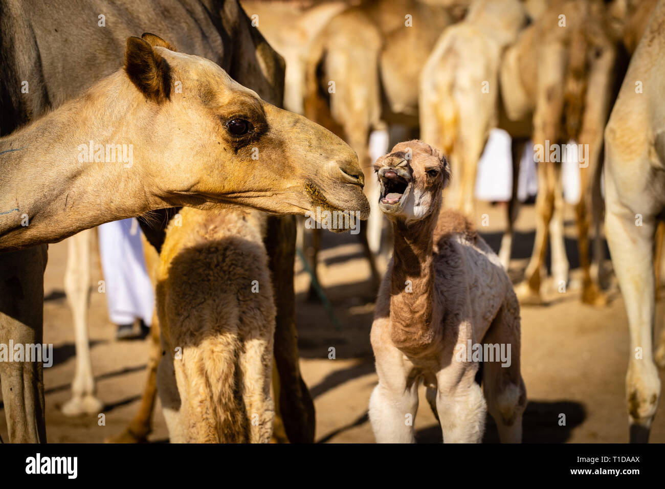 Una delle ultime tradizionali mercati di cammelli negli EMIRATI ARABI UNITI. Al Ain. I cammelli sono allevati per il latte e le famose corse di cammelli. Foto Stock