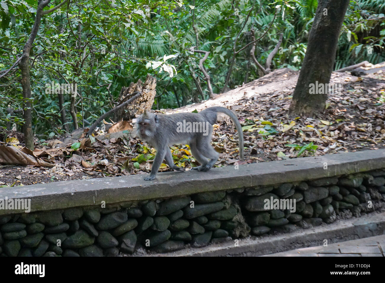 Monkey camminando sulla terra, Ubud, Bali Foto Stock