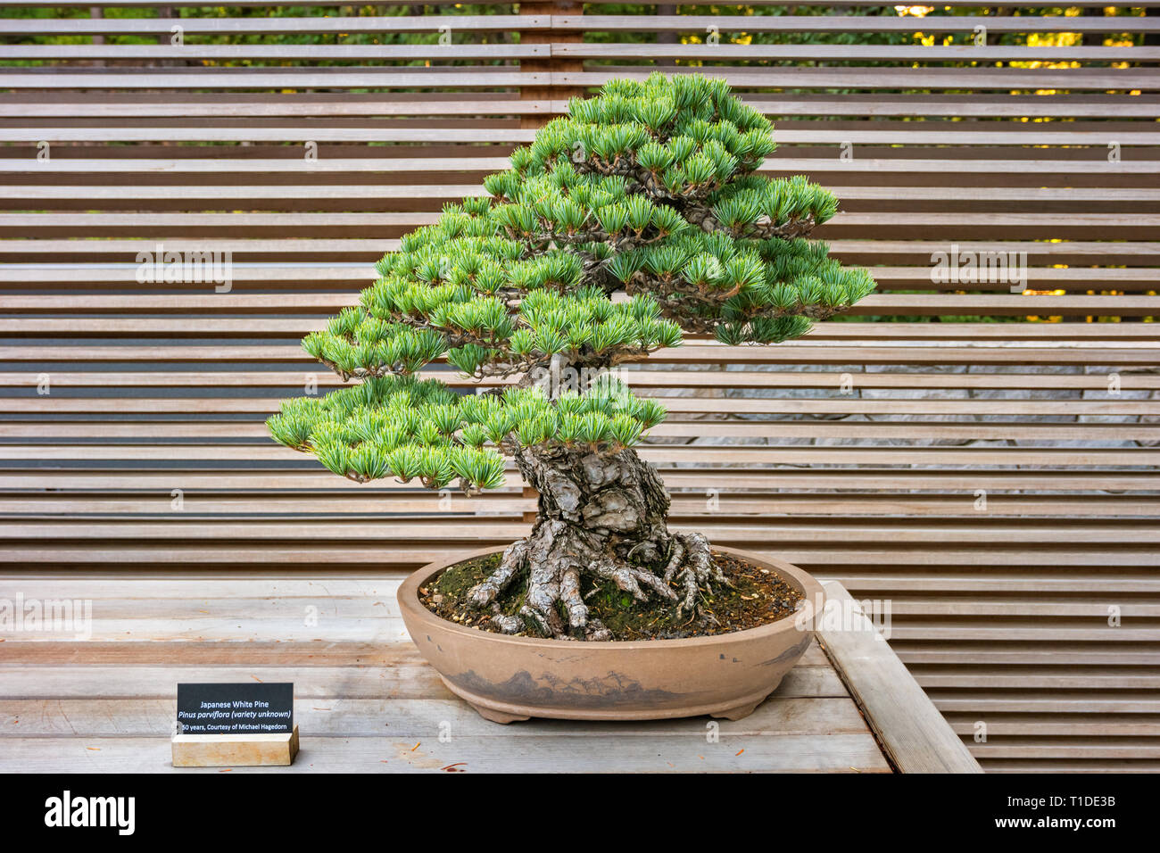 50 anni bianco Giapponese bonsai di pino di albero in Portland giardino giapponese. Foto Stock