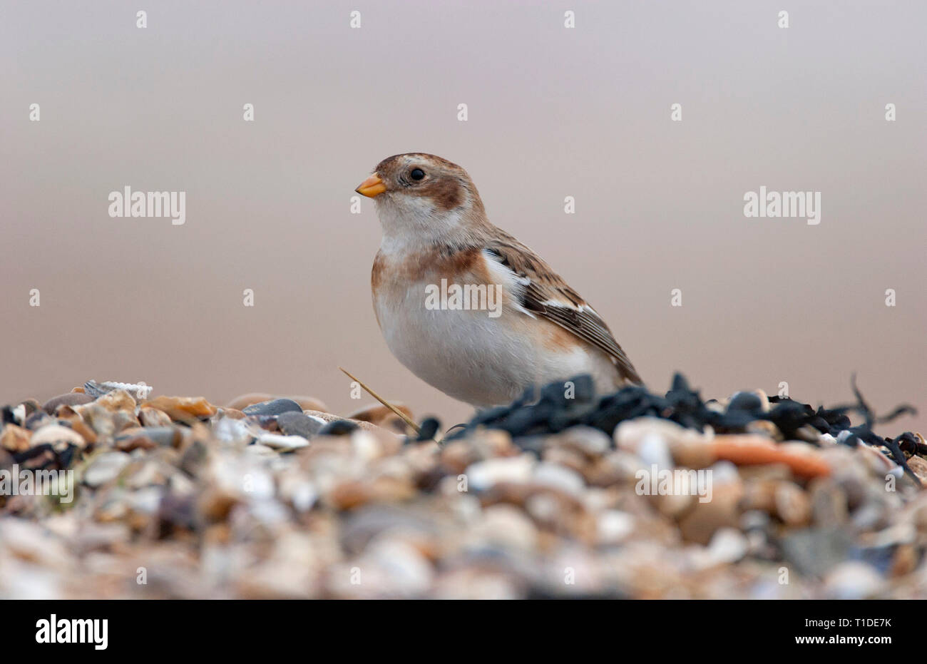 Snow Bunting, Plectrophenax nivalis, singolo adulto in livrea invernale sulla spiaggia di ciottoli. Prese Gennaio Shoeburyness, Essex, Regno Unito. Foto Stock