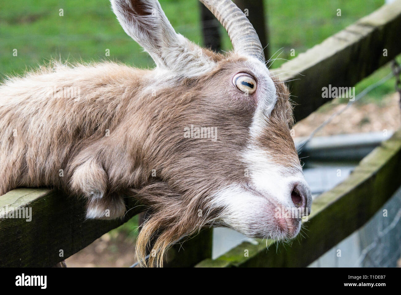 Una capra Toggenburg presso la parsimonia Farm, Buckinghamshire Foto Stock