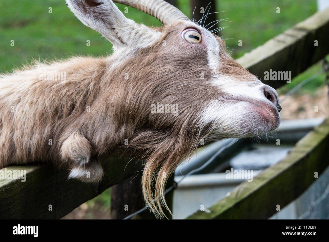 Una capra Toggenburg presso la parsimonia Farm, Buckinghamshire Foto Stock