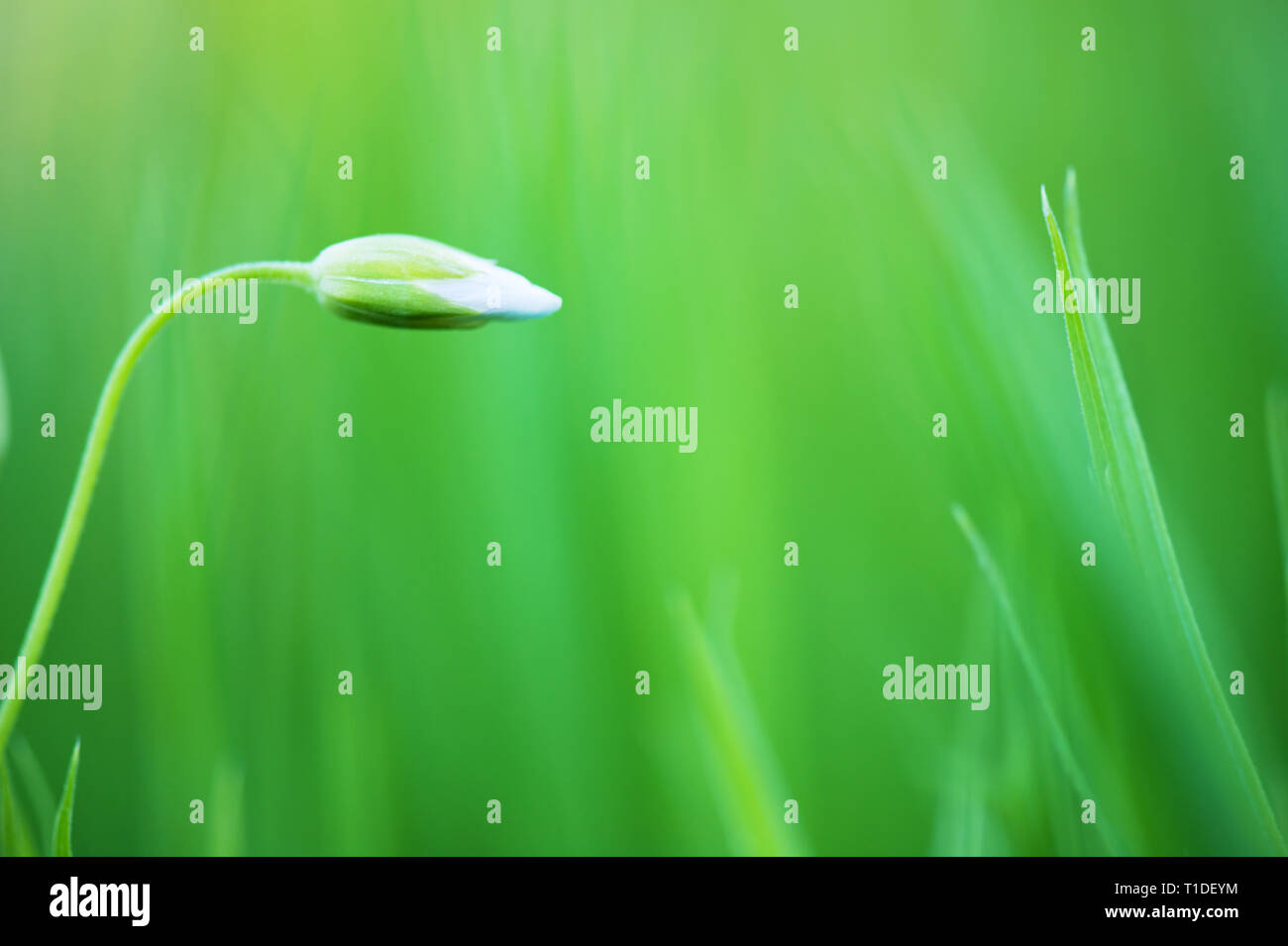 Maggiore stitchwort (Stellaria holostea) germoglio di fiore. Focus su germoglio di fiore. Profondità di campo. Foto Stock