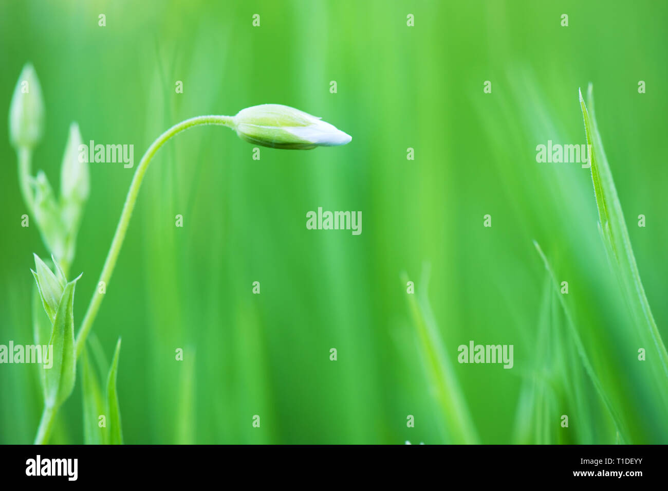 Maggiore stitchwort (Stellaria holostea) germoglio di fiore. Focus su germoglio di fiore. Profondità di campo. Foto Stock