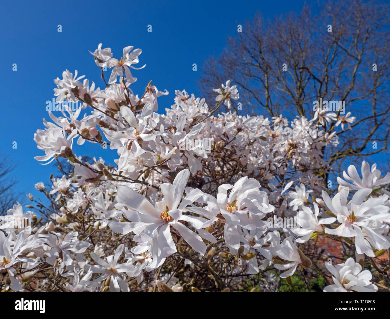 Star magnolia Magnolia stellata Foto Stock