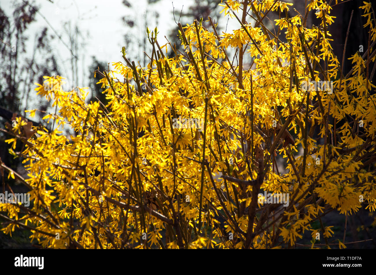 Coltivazione o albero di Pasqua giallo brillante fiori multipli Foto Stock