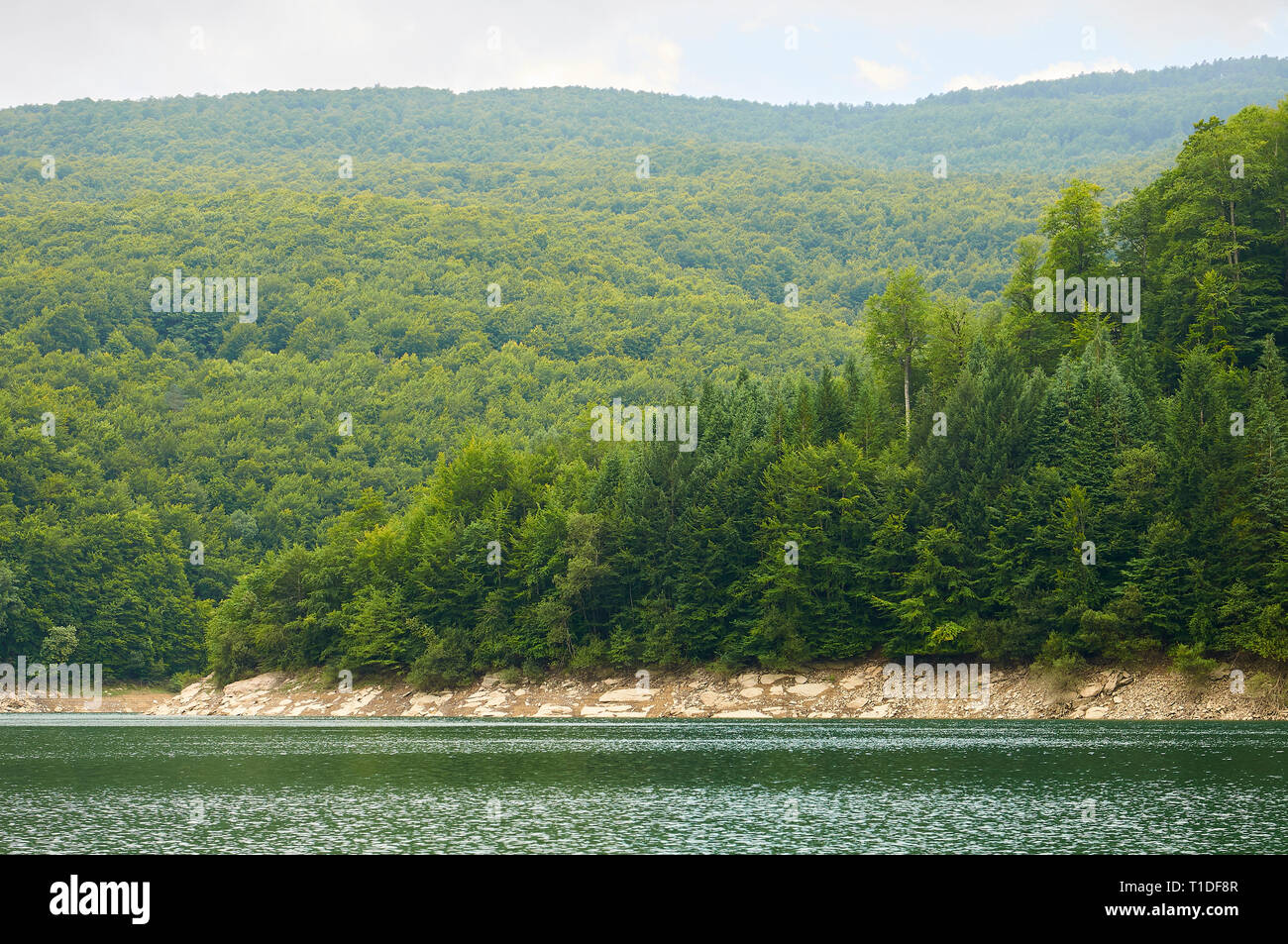 Palude di Irabia shore, circondato da faggio (Fagus sylvatica) e unione di abete bianco (Abies alba) bosco misto (foresta di Irati, Navarra, Spagna) Foto Stock