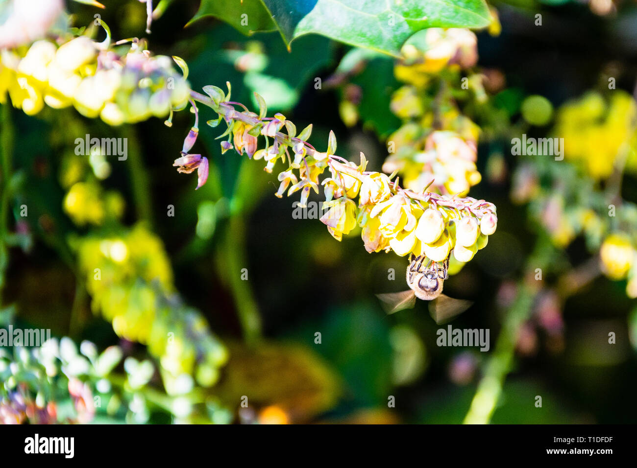 Mahonia giallo dei fiori con una primavera precoce honey bee Apis mellifera alimentazione con ali offuscata dal movimento Foto Stock