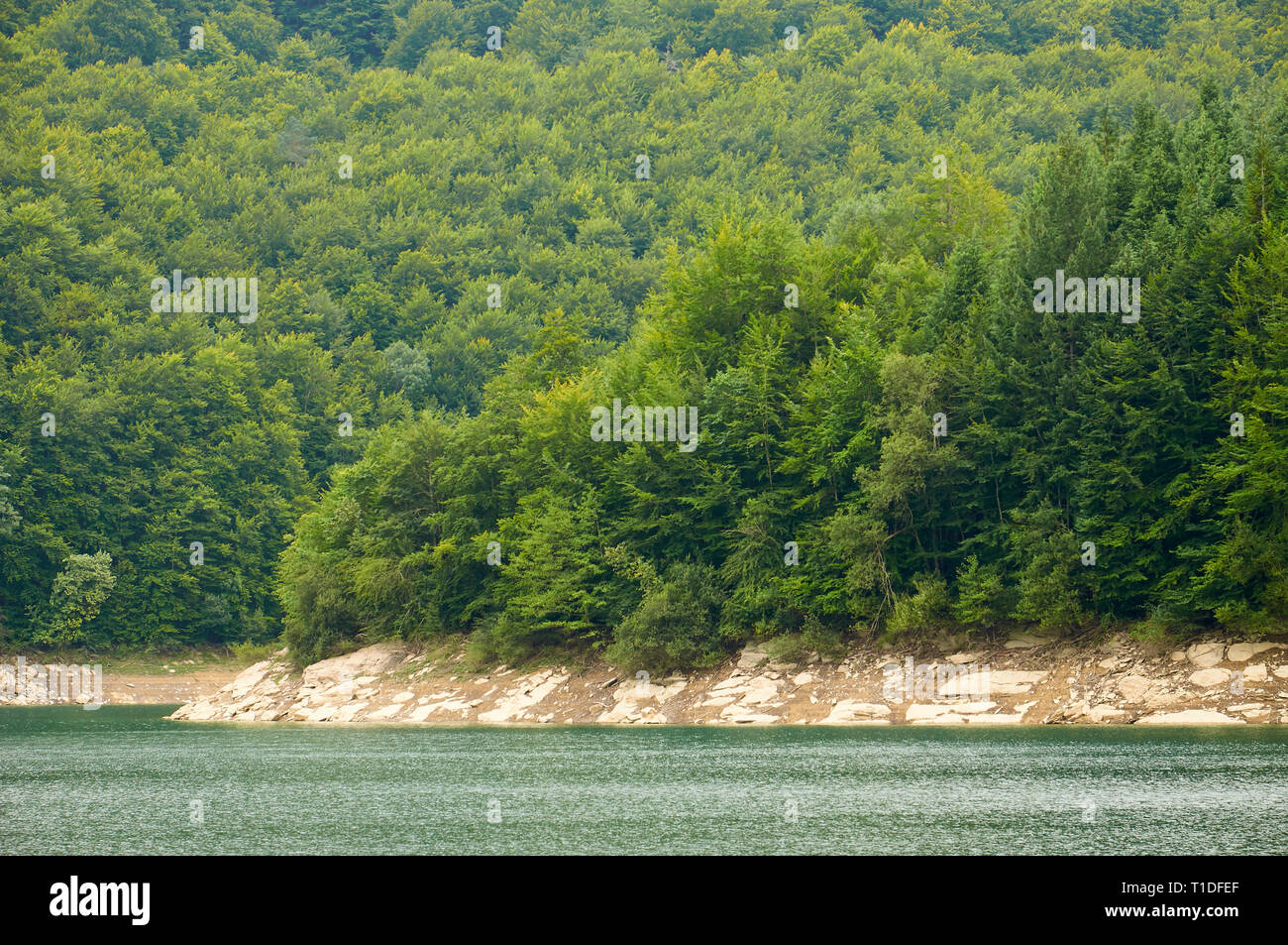 Palude di Irabia shore, circondato da faggio (Fagus sylvatica) e unione di abete bianco (Abies alba) bosco misto (foresta di Irati, Navarra, Spagna) Foto Stock