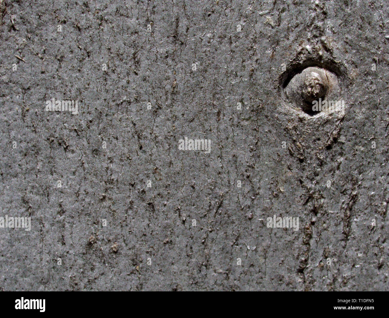 Close up eukalyptus di corteccia di albero. Texture, sfondo. Foto Stock