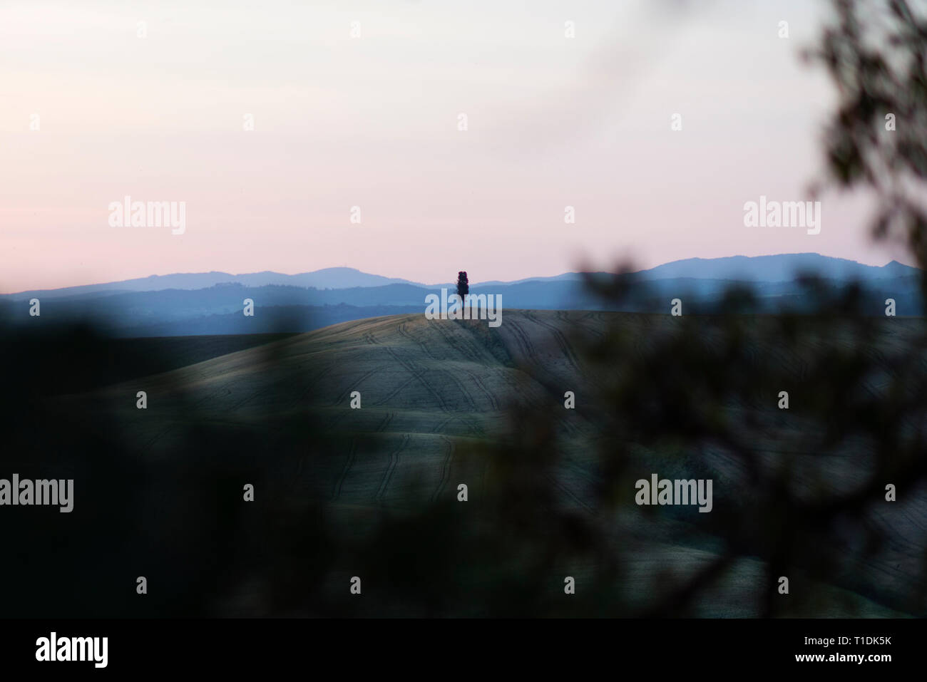 Un singolo isolato cipresso nel mezzo di un campo in Val d'Orcia o Valdorcia in Toscana, una destinazione turistica molto popolare in Italia Foto Stock