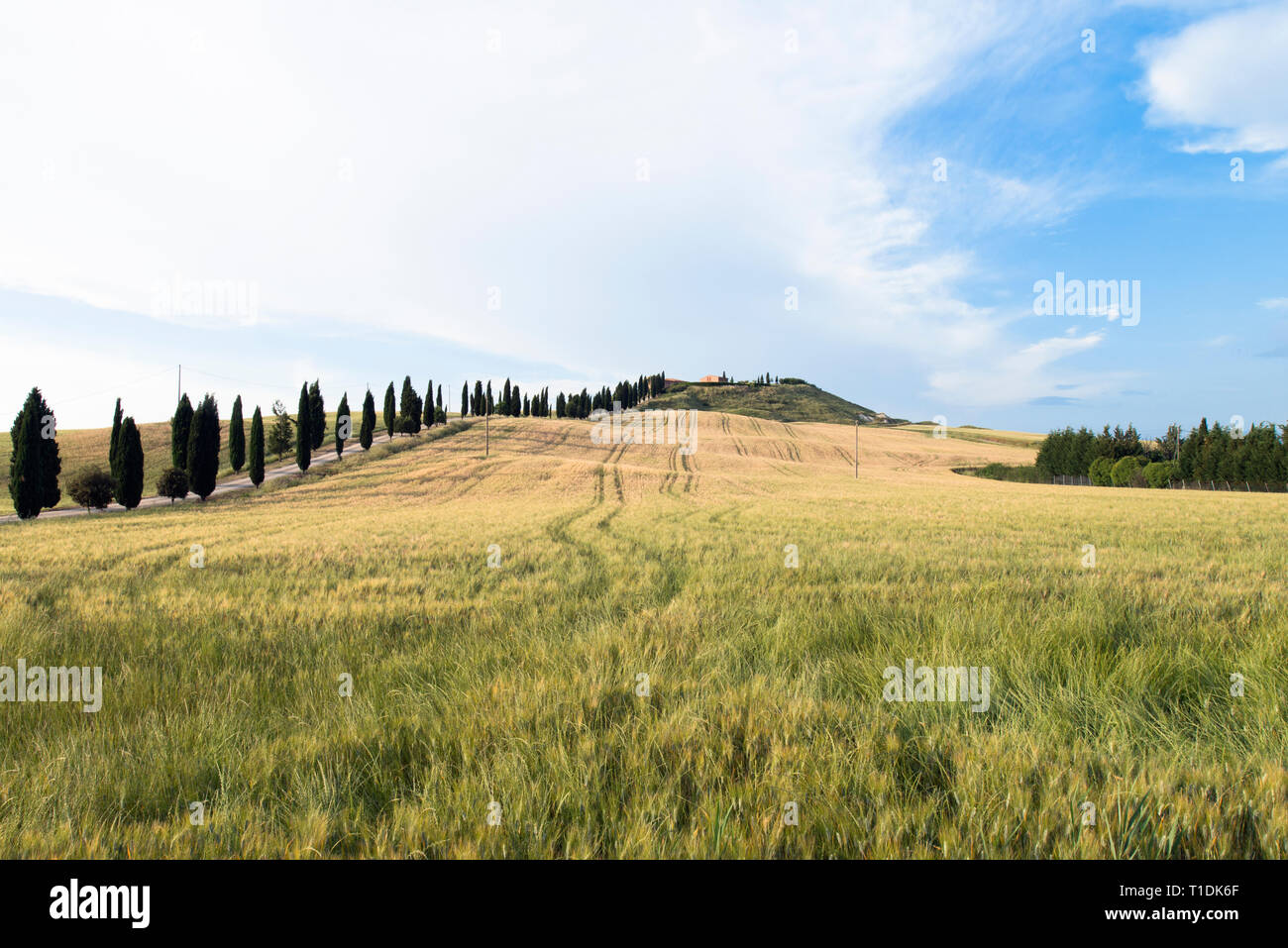 Una casa isolata e cipressi in un campo in Val d'Orcia (o Valdorcia), una destinazione turistica molto popolare in Toscana, Italia Foto Stock