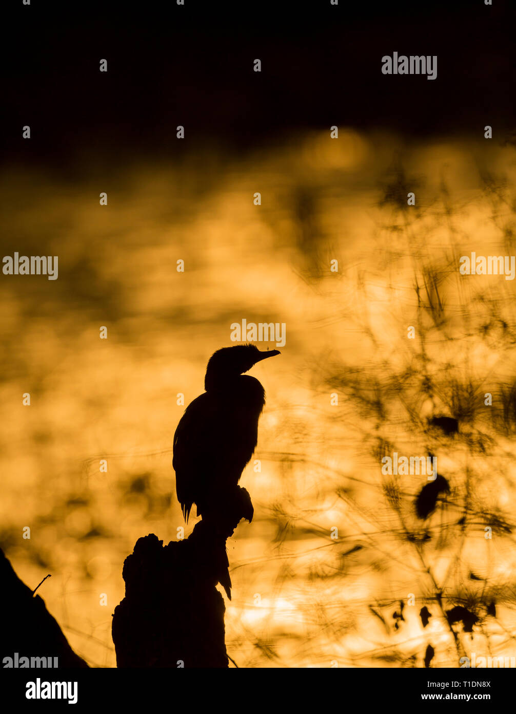 Cormorano al tramonto a Bharatpur Bird Sanctuary,Rajasthan,l'India Foto Stock