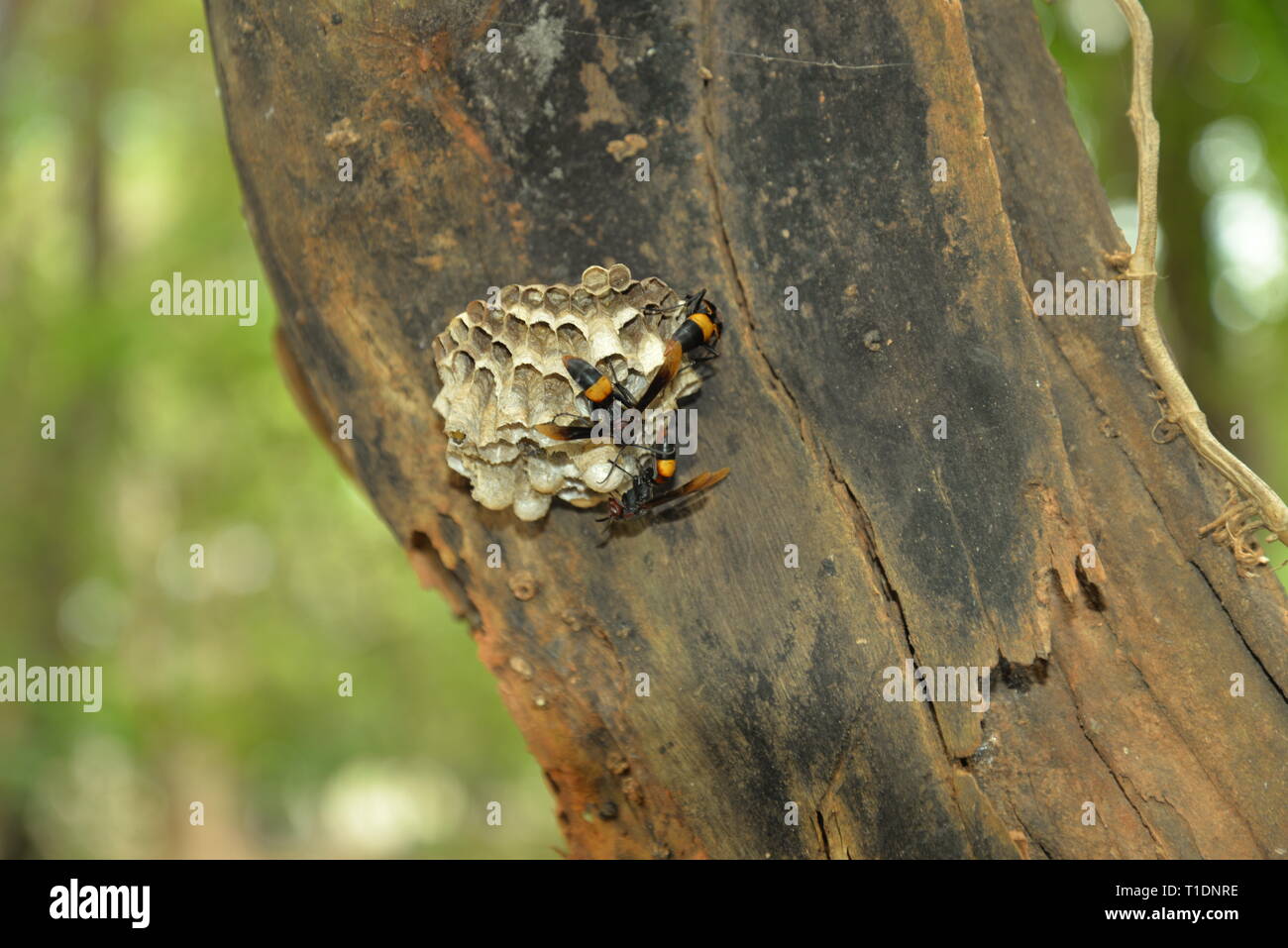 Un cluster di calabroni sulla corteccia di un albero, pasakdek Foto Stock