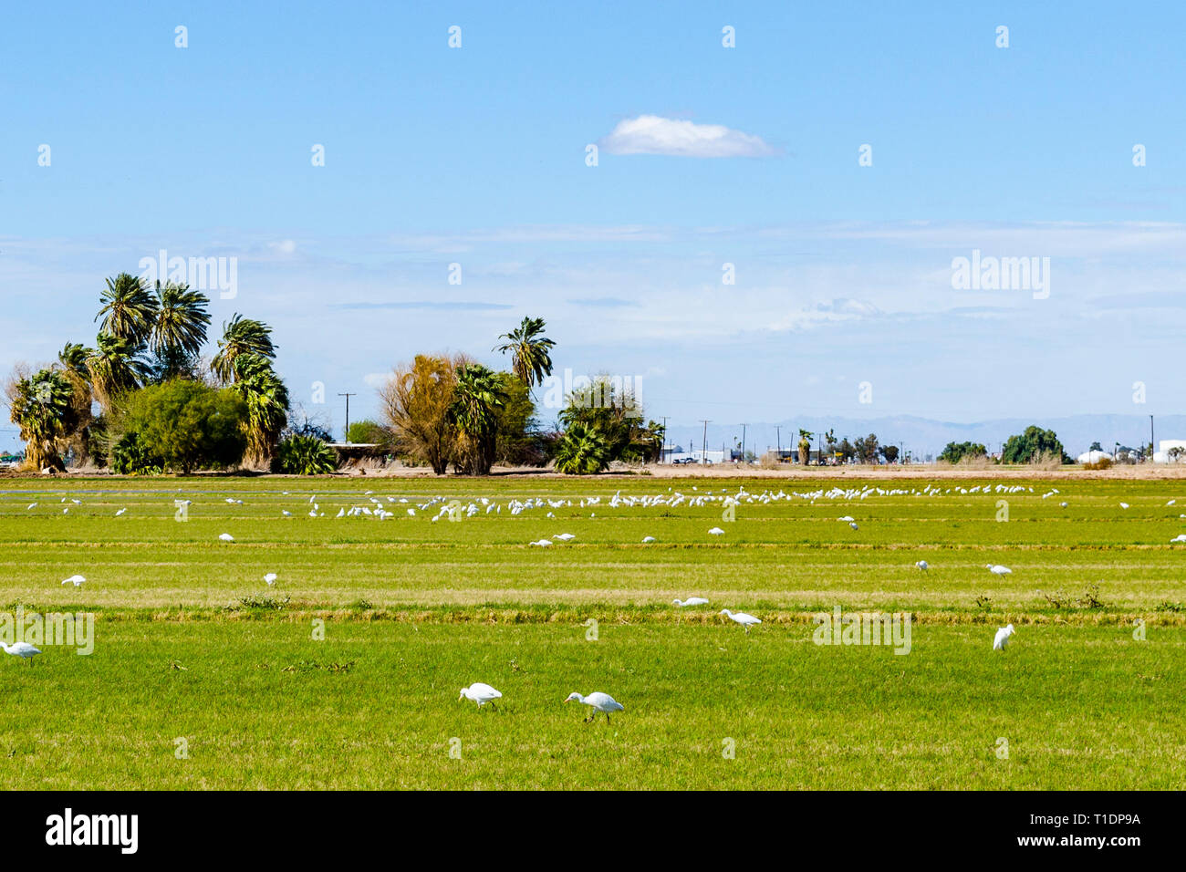 Un grande contingente di Garzetta (Egretta garzetta) caccia di insetti in un campo della Imperial Valley della California USA Foto Stock