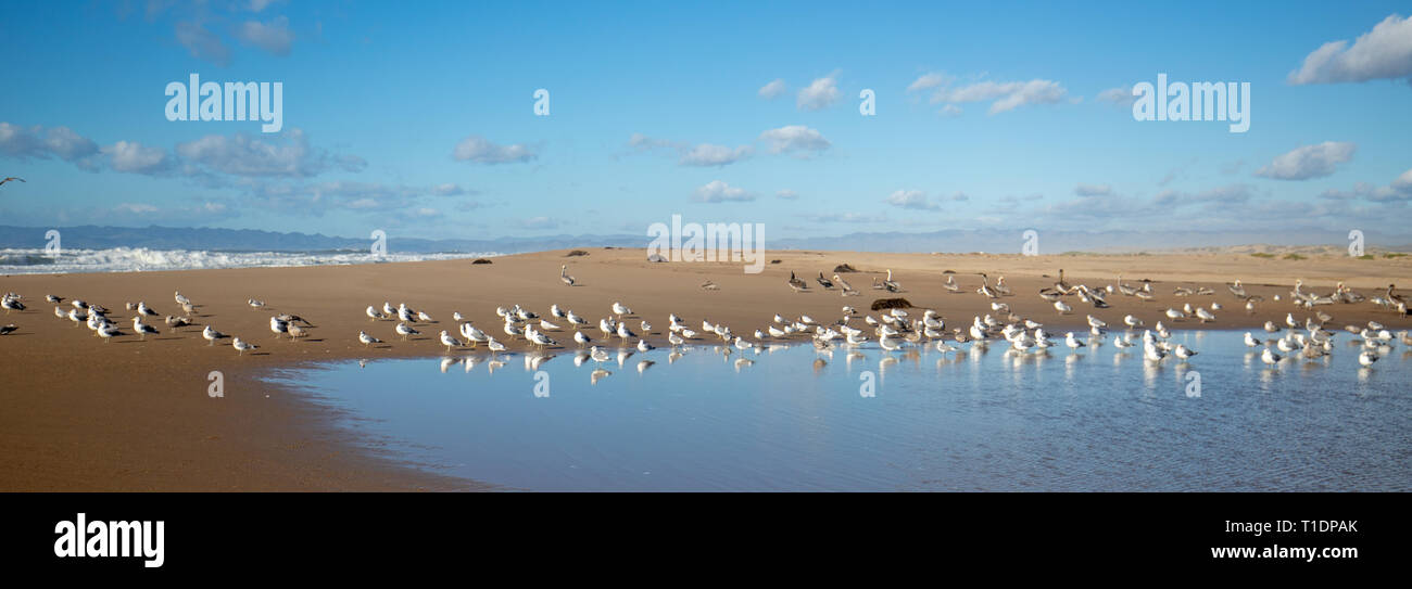 Sterne sulla sabbia tra oceano Pacifico e la Santa Maria fiume al Rancho Guadalupe dune di sabbia preservare sulla costa centrale della California - USA Foto Stock