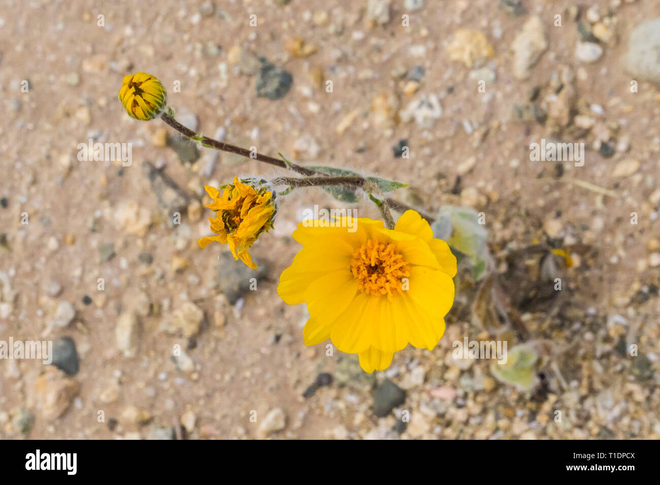 Deserto Il Girasole (Geraea canescens) fiorisce durante il 2019 super bloom nel sud del deserto della California Foto Stock