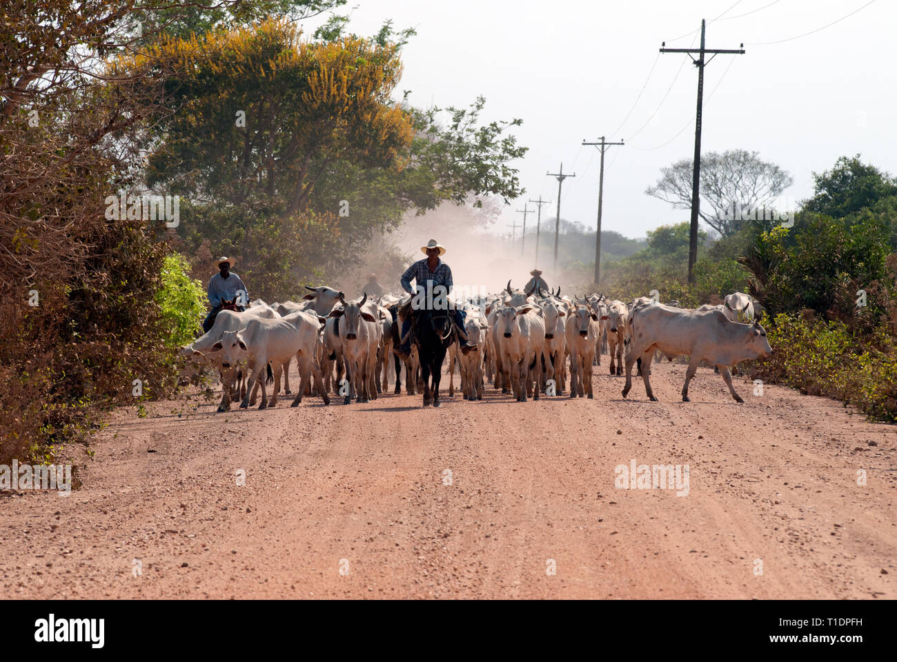 Cowboy brasiliano (Gauchos o Vaqueiros) immobilizzare i bovini giù per una strada sterrata nel Pantanal del Brasile del Sud Foto Stock