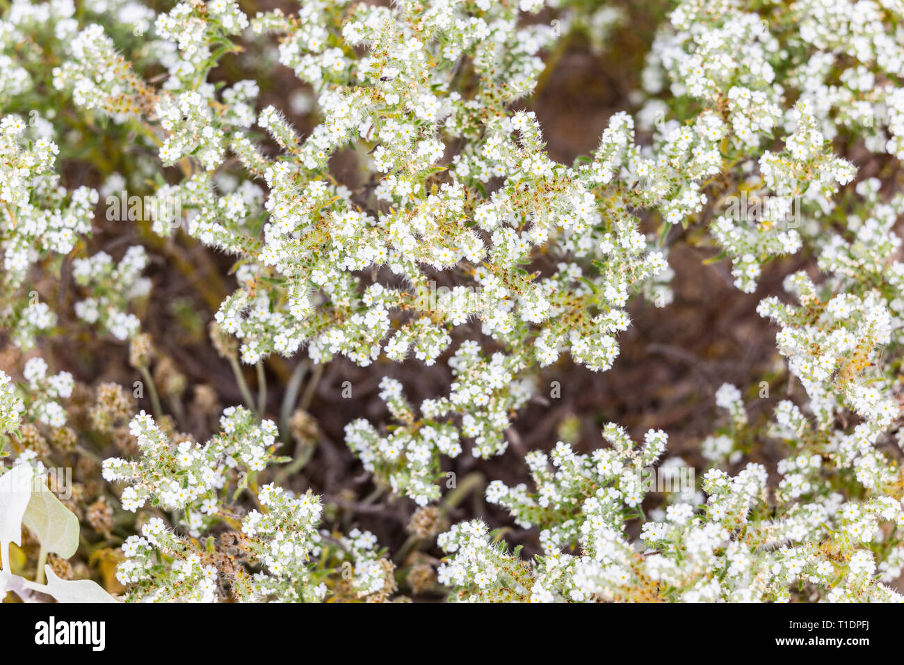 Sweet Alyssum fioritura durante il super fiorisce in Anza Borrego deserto della California del Sud negli Stati Uniti nel 2019 Foto Stock