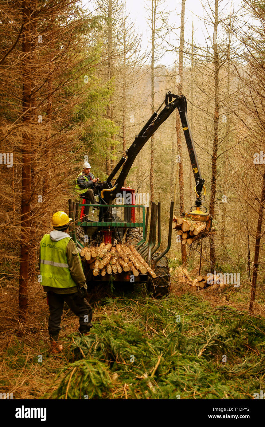 La raccolta di legname nella foresta. Il trasporto del legno. Foto Stock
