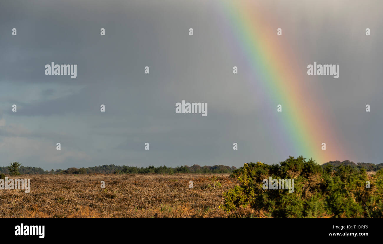 La pioggia e la tempesta di arcobaleno nella nuova foresta con brughiera in autunno, Inghilterra. Foto Stock