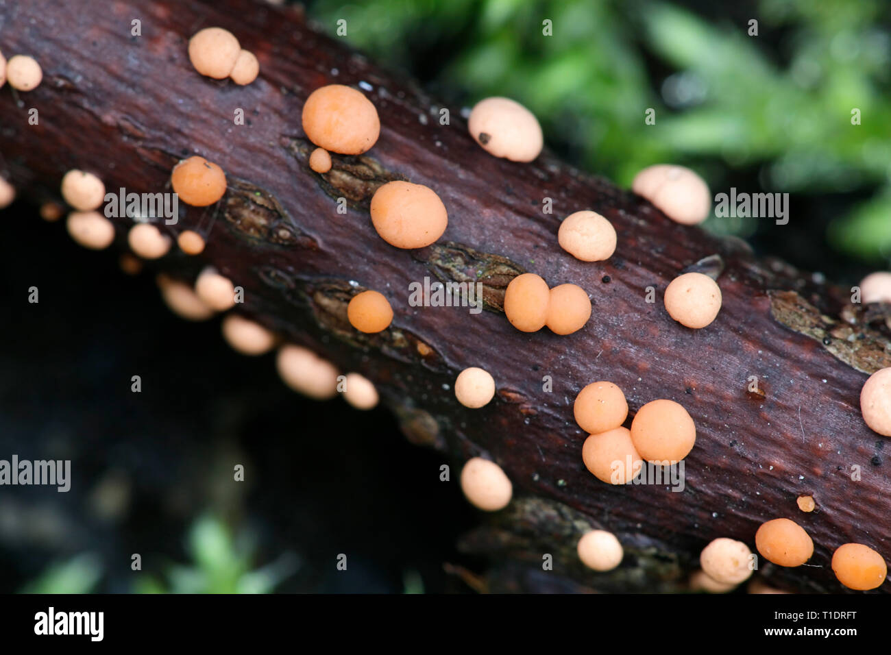 Spot di corallo fungo Nectria cinnabarina Foto Stock