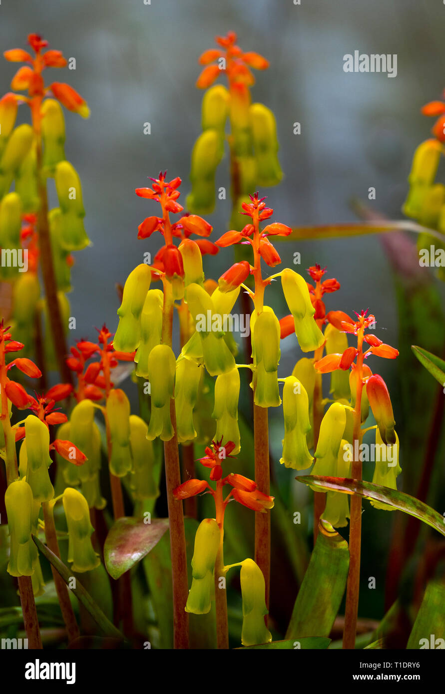 Fiore di Opal Lachenalia aloides Foto Stock