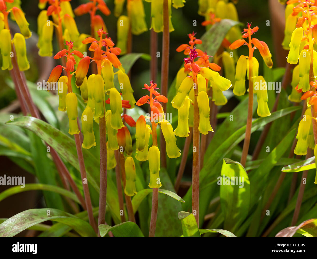 Fiore di Opal Lachenalia aloides Foto Stock