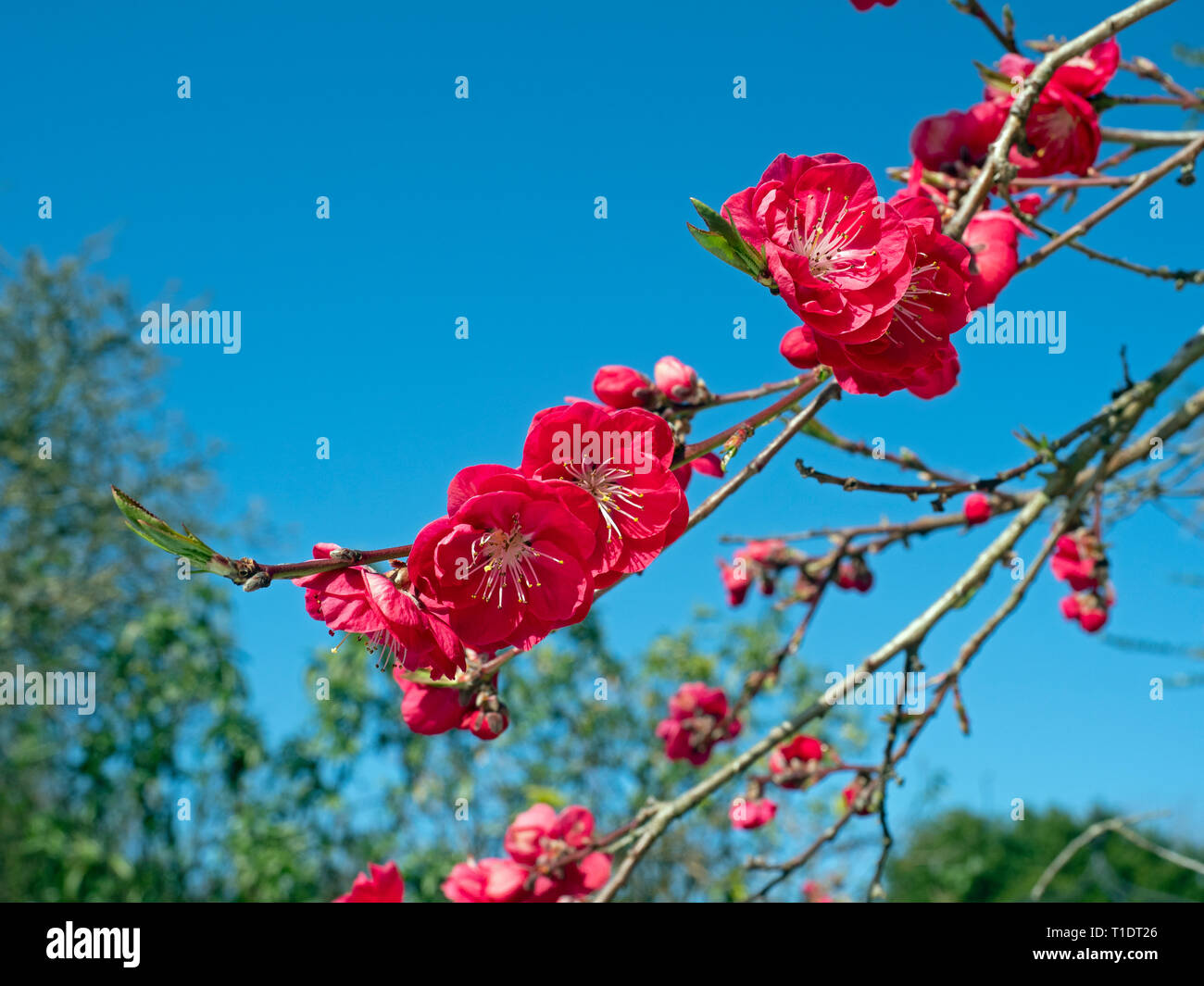 Pesco Prunus persica Melred in fiore Foto Stock
