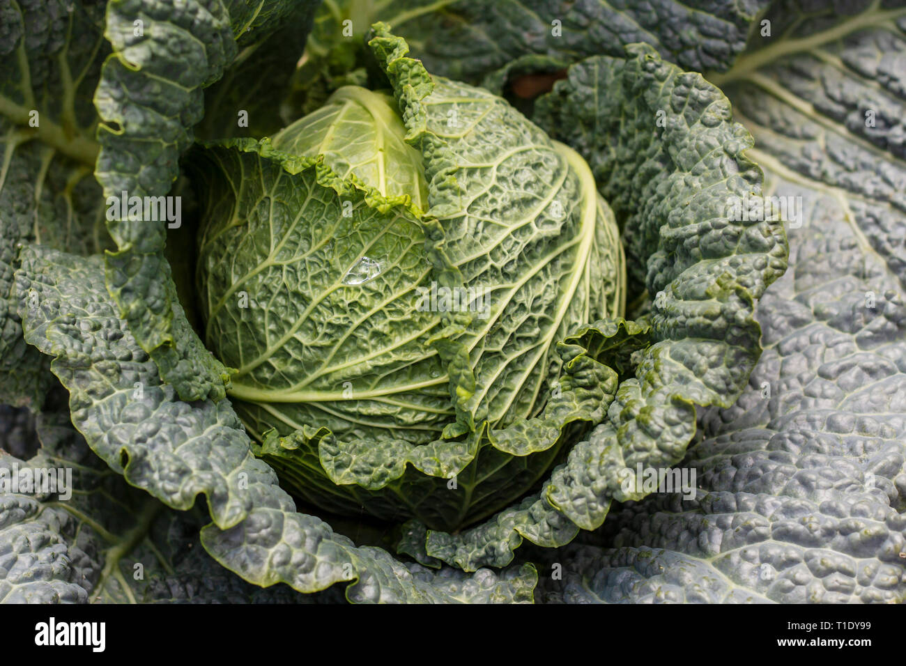 Cavolo verza dal di sopra Foto Stock
