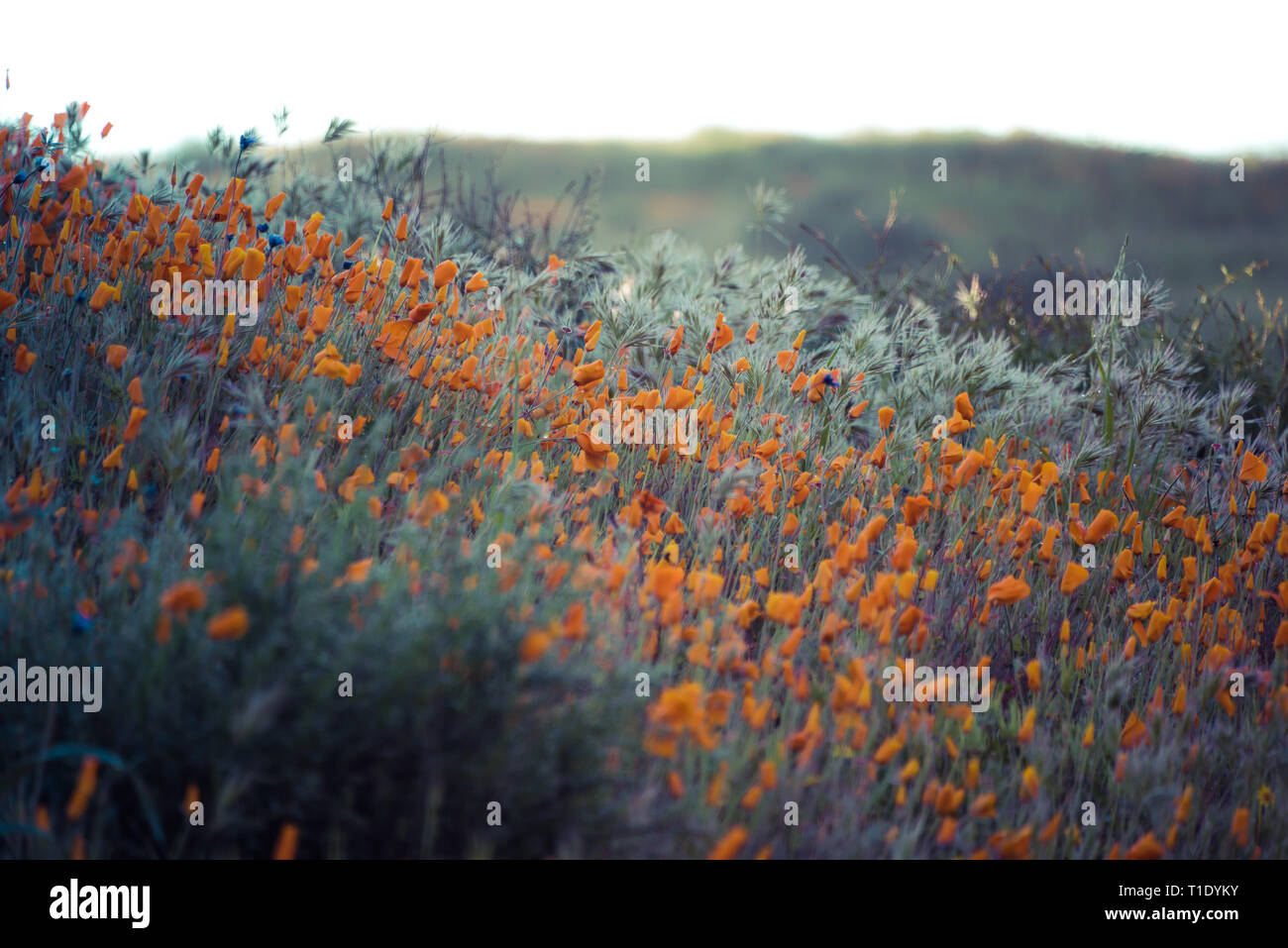 Millefiori super bloom nel lago Elsinore, California primavera 2019 Foto Stock