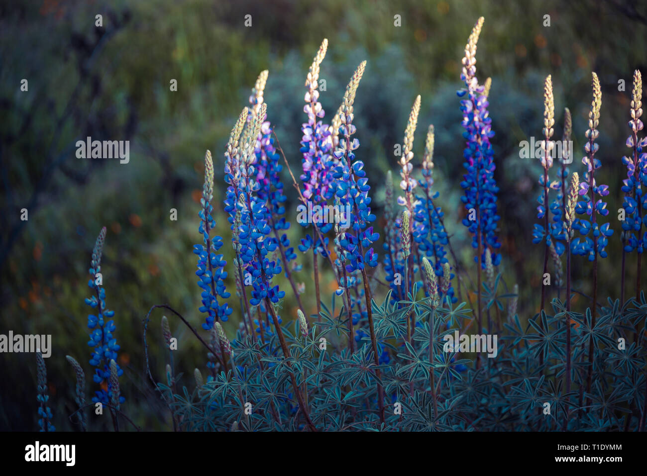 Millefiori super bloom nel lago Elsinore, California primavera 2019 Foto Stock