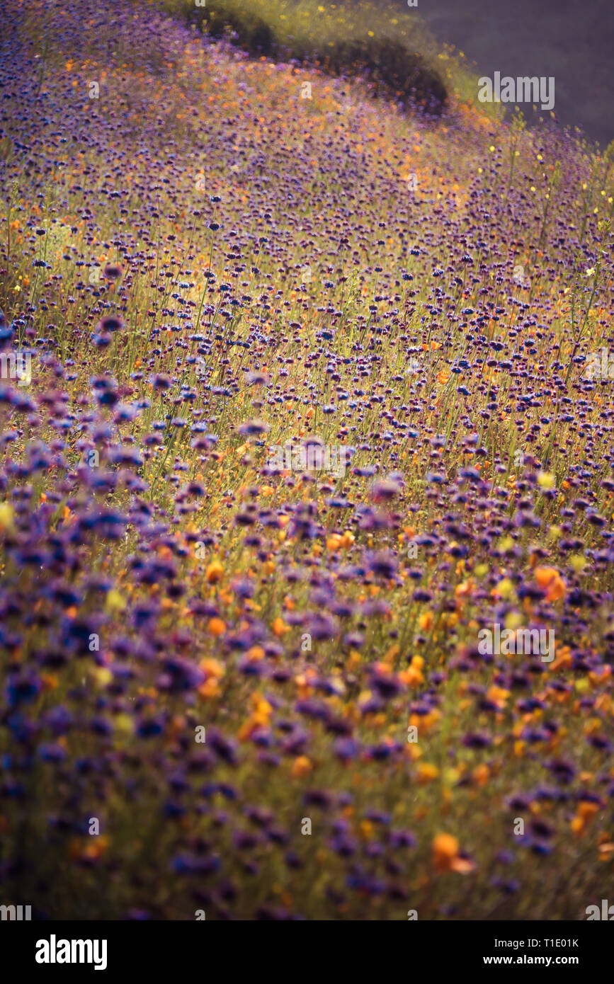 Millefiori super bloom nel lago Elsinore, California primavera 2019 Foto Stock