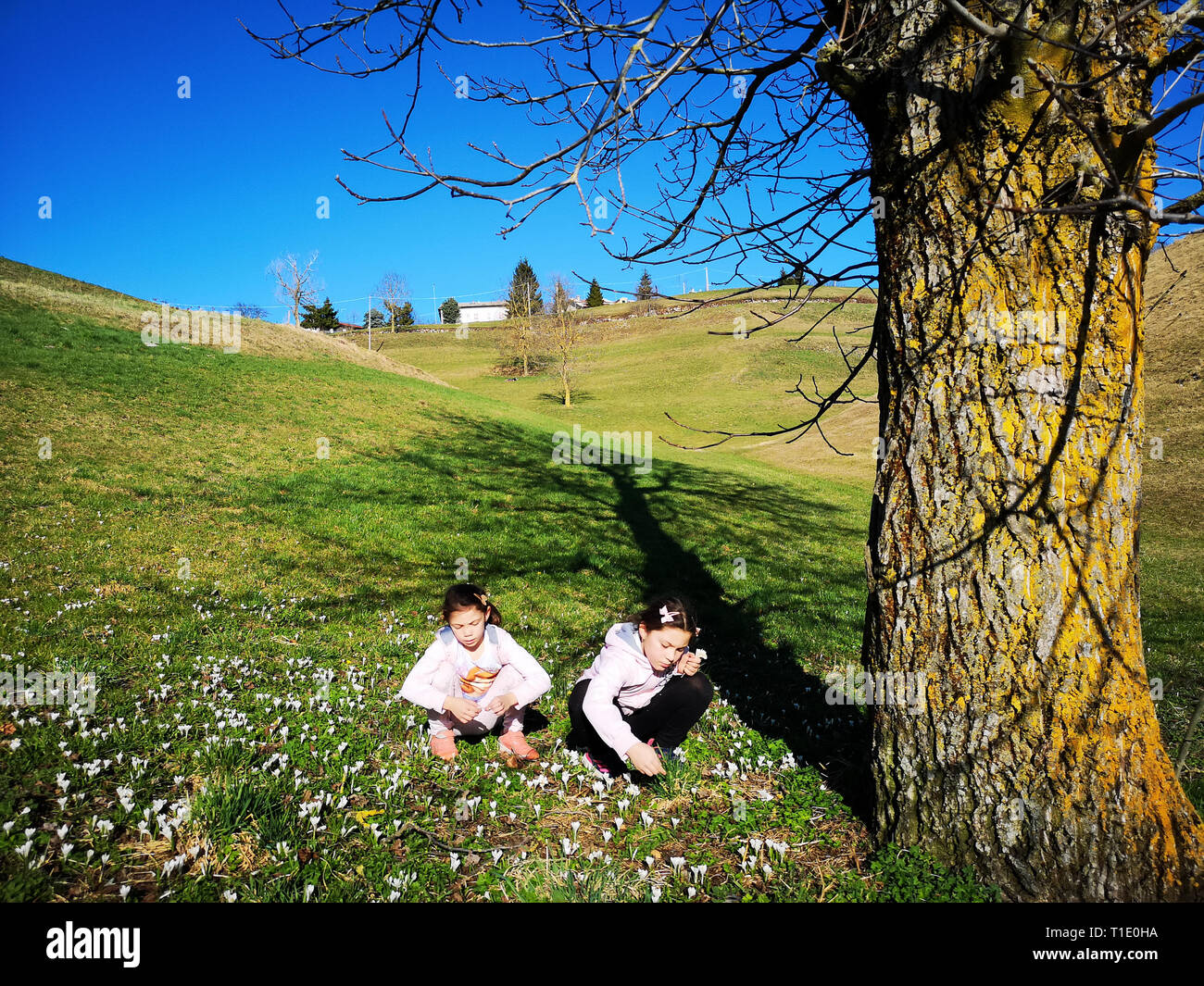 Due bambine raccogliere margherite su un prato verde. Foto Stock