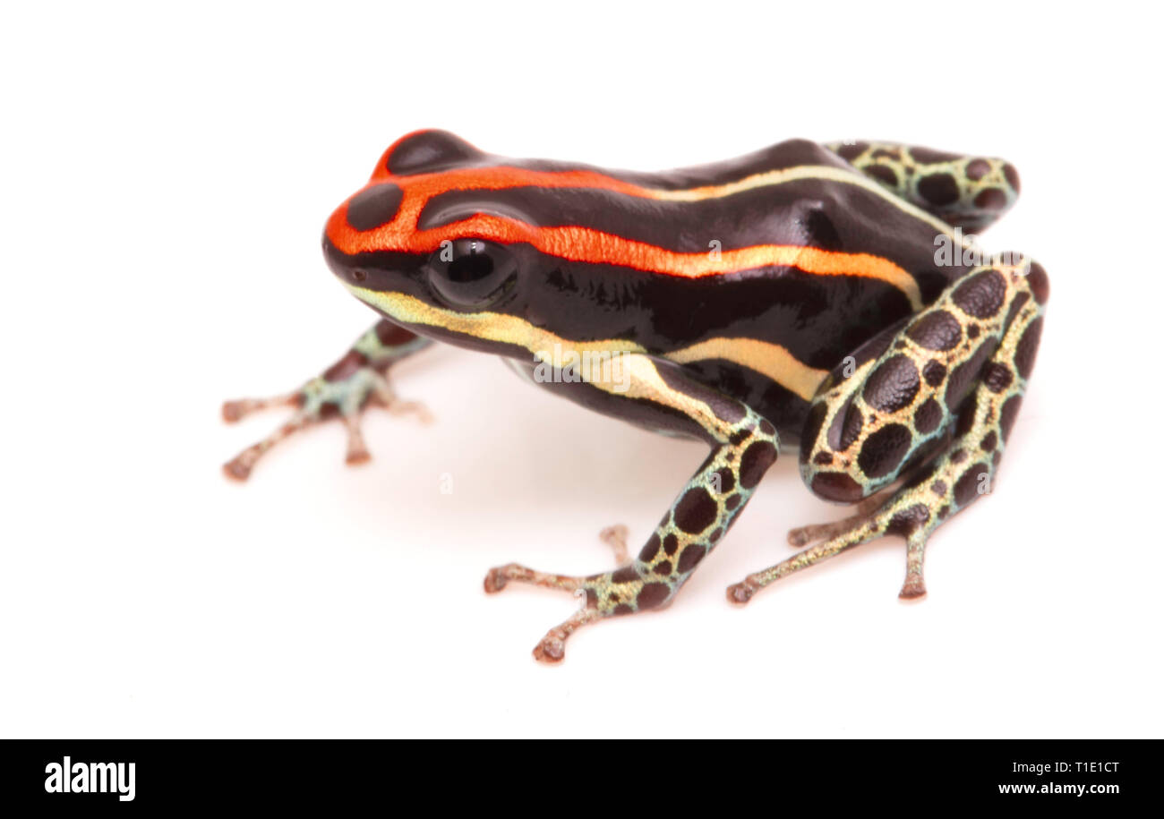 Poison dart frog, Ranitomeya uakarii. Una piccola specie Dendrobates dalla foresta amazzonica in Perù. Questo animale vive in tropicale amazzonica fores Foto Stock